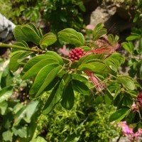 Calliandra tergemina var. emarginata (Humb. & Bonpl. ex Willd.) Barneby
